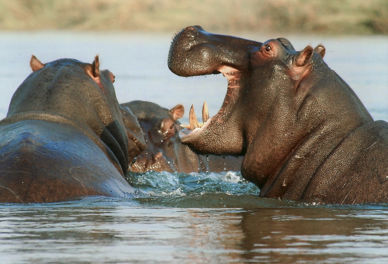 Familia de hipopótamos en el río