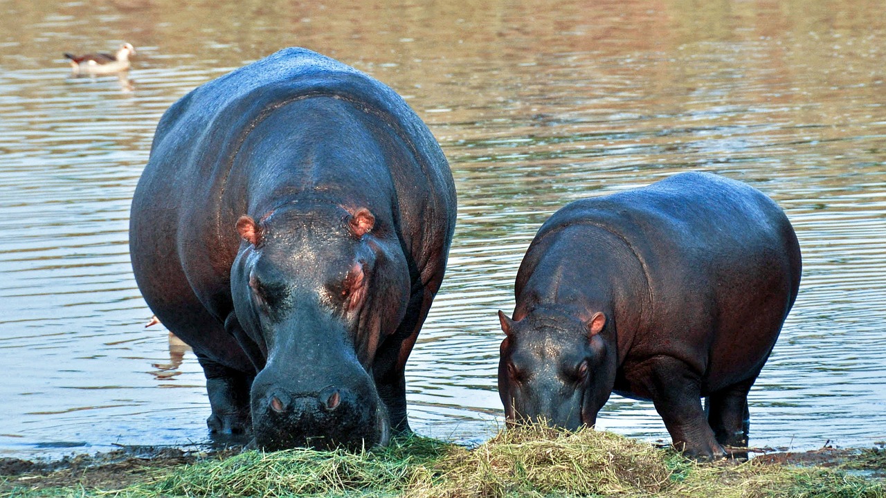 Dos hipopótamos pastoreando