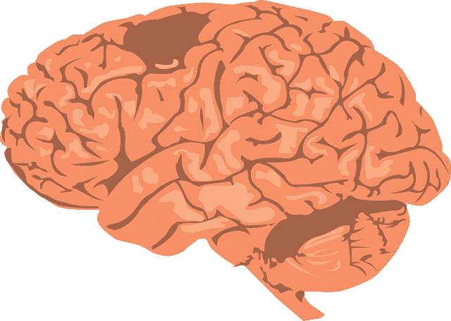 Neocorteza cerebro