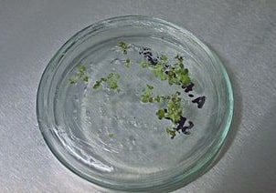 In vitro