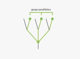 Parafilético