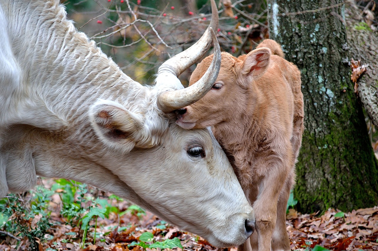 Vaca mimando a su ternerito