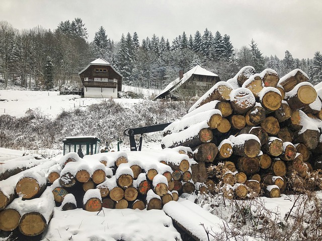 Aserradero troncos apilados en la nieve