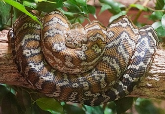 Boa