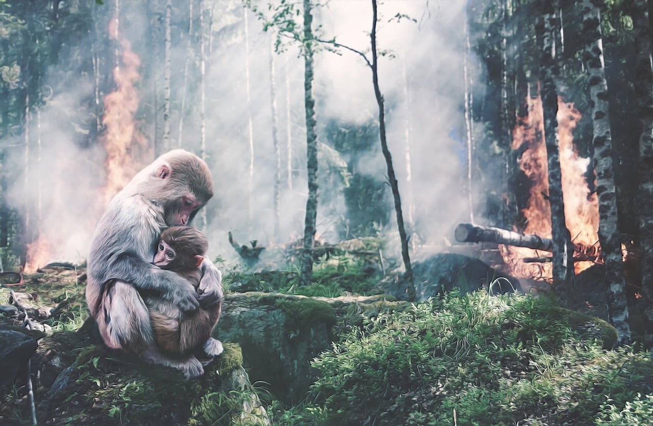 Madre y bebé simios protegiéndose de incendio forestal