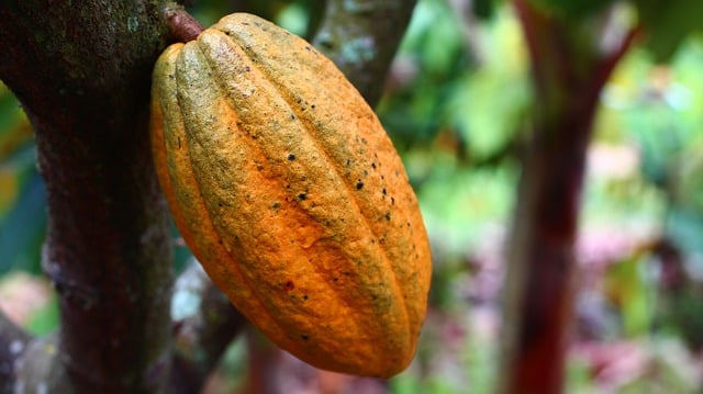 Cacao planta