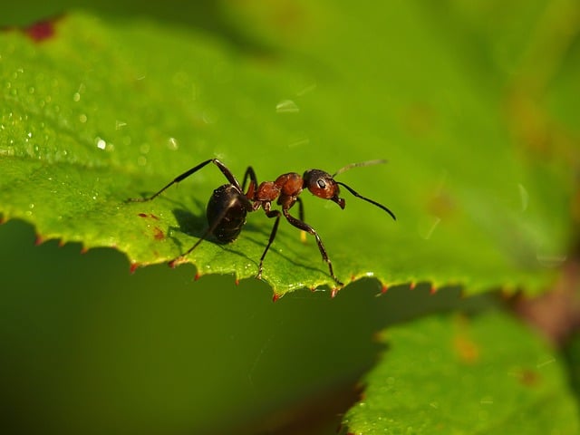Formica género de hormigas