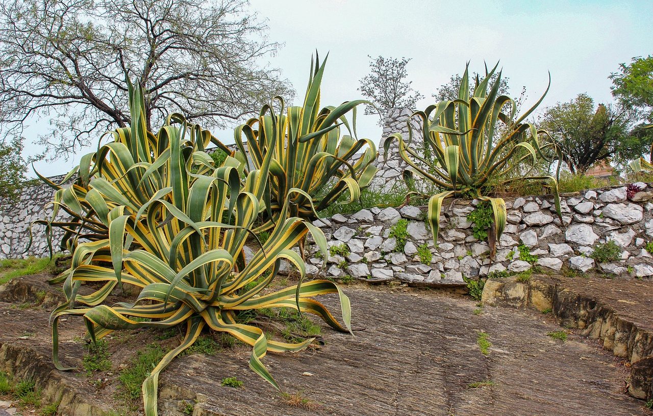Plantas suculentas