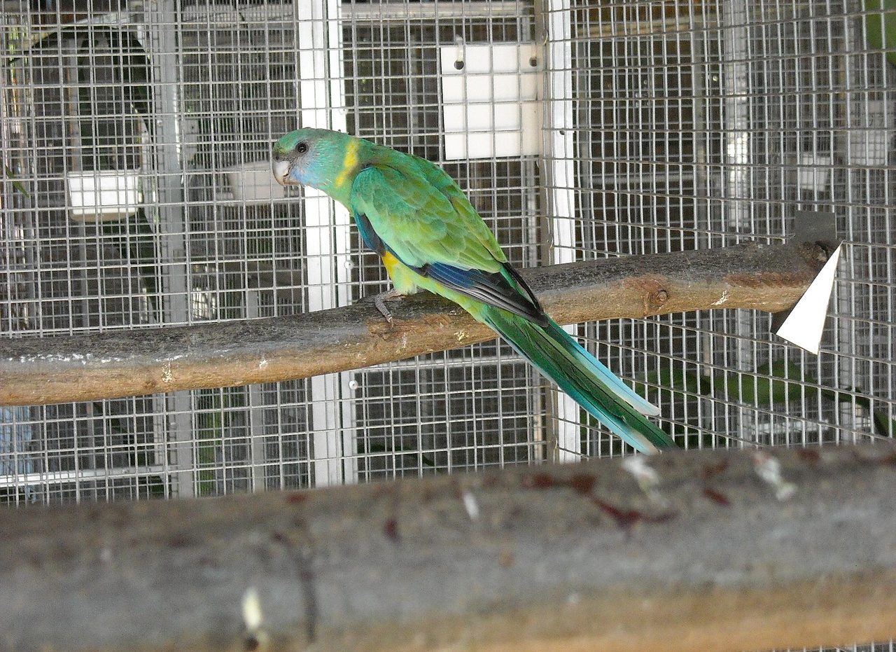 Jaula