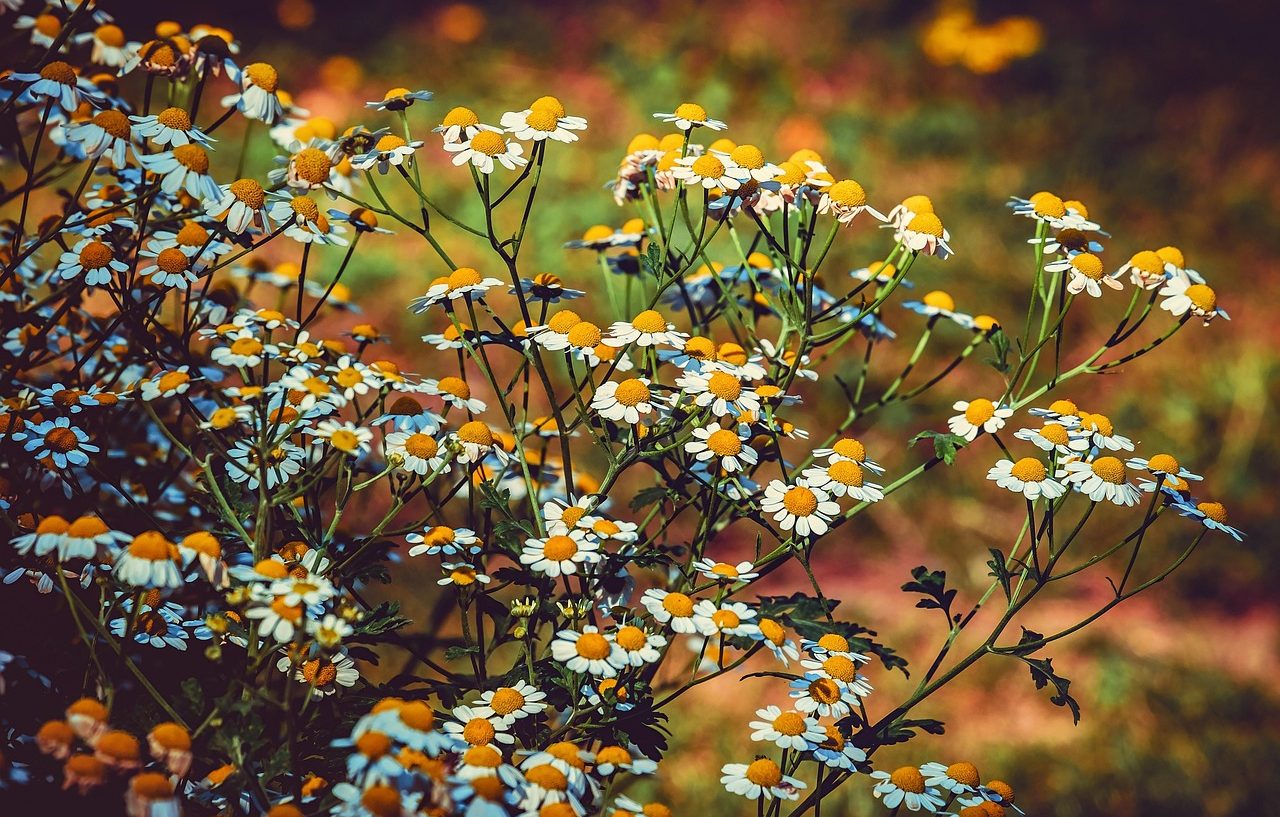 Tanacetum parthenium