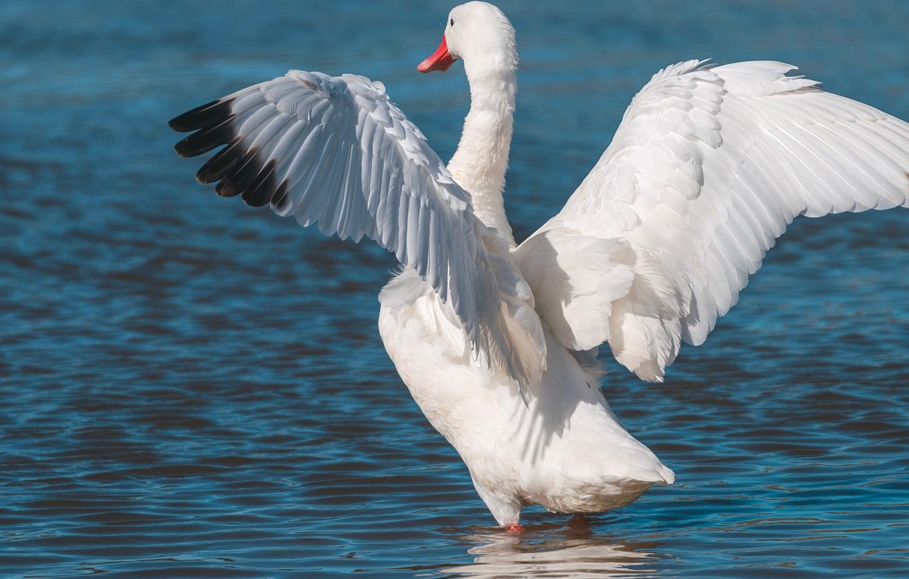 Cisne