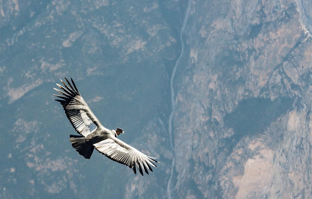 Aves en riesgo de extinción