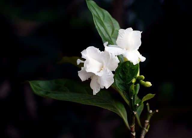 Definición de gardenia - Qué es, Significado y Concepto