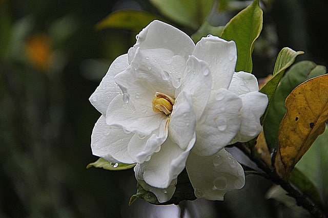 Definición de gardenia - Qué es, Significado y Concepto