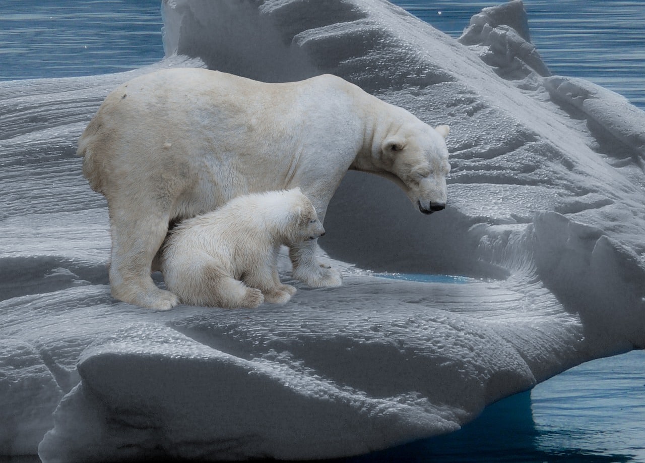 Osos polares, afectados por el cambio climático