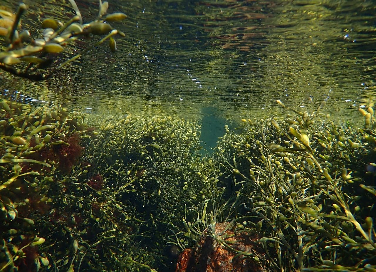 Vegetación subacuática