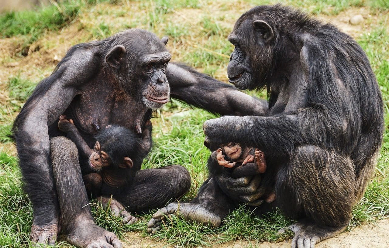 Familia de chimpancés