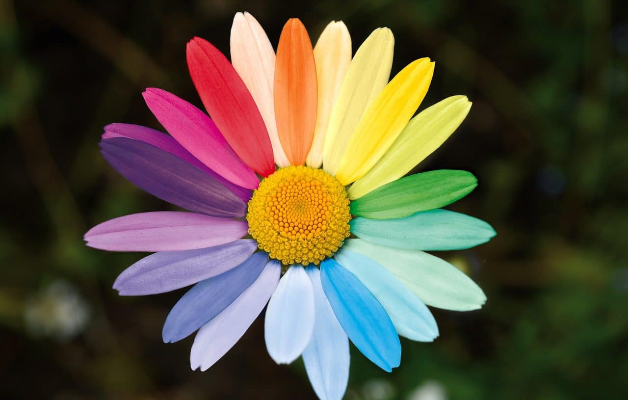 Flor con los colores de la igualdad