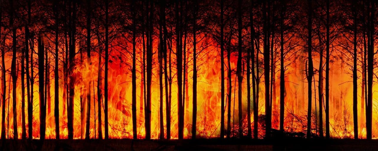Bosque en llamas