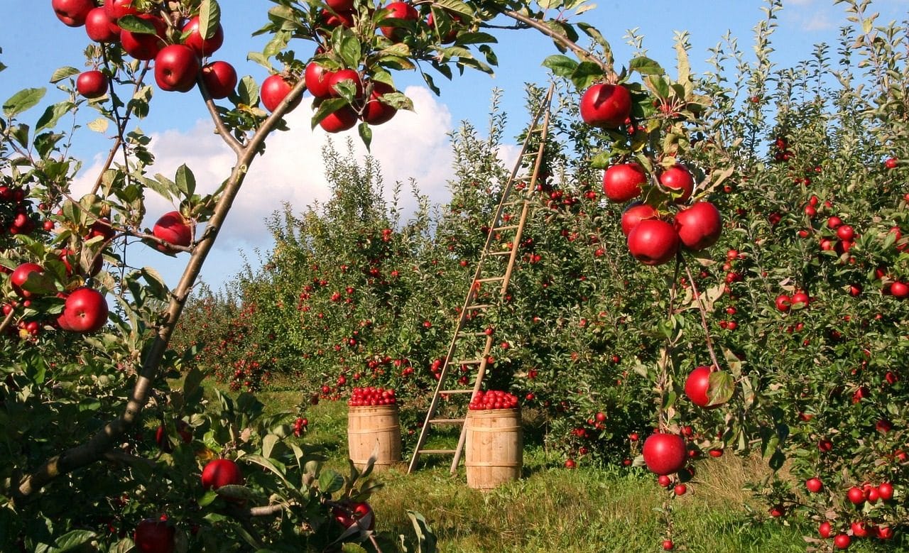 Plantación de manzana