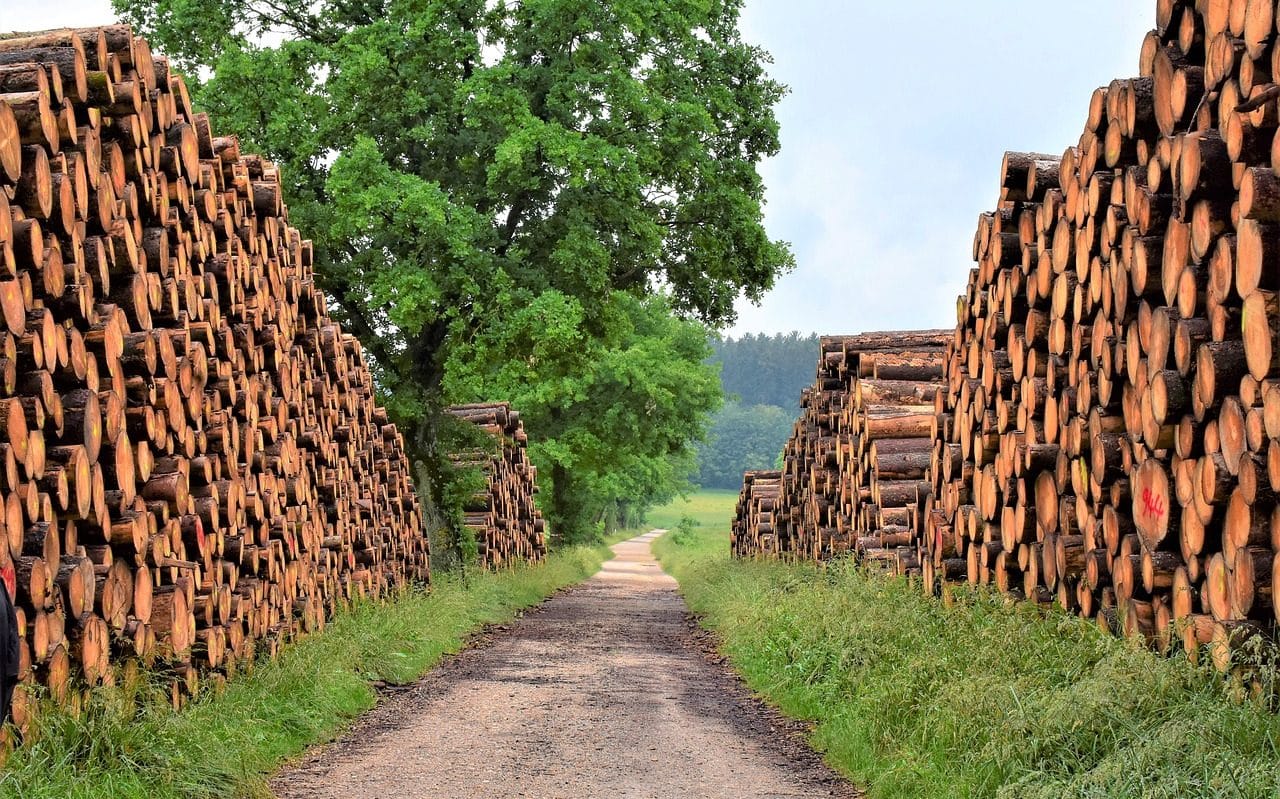 Pilas de troncos talados