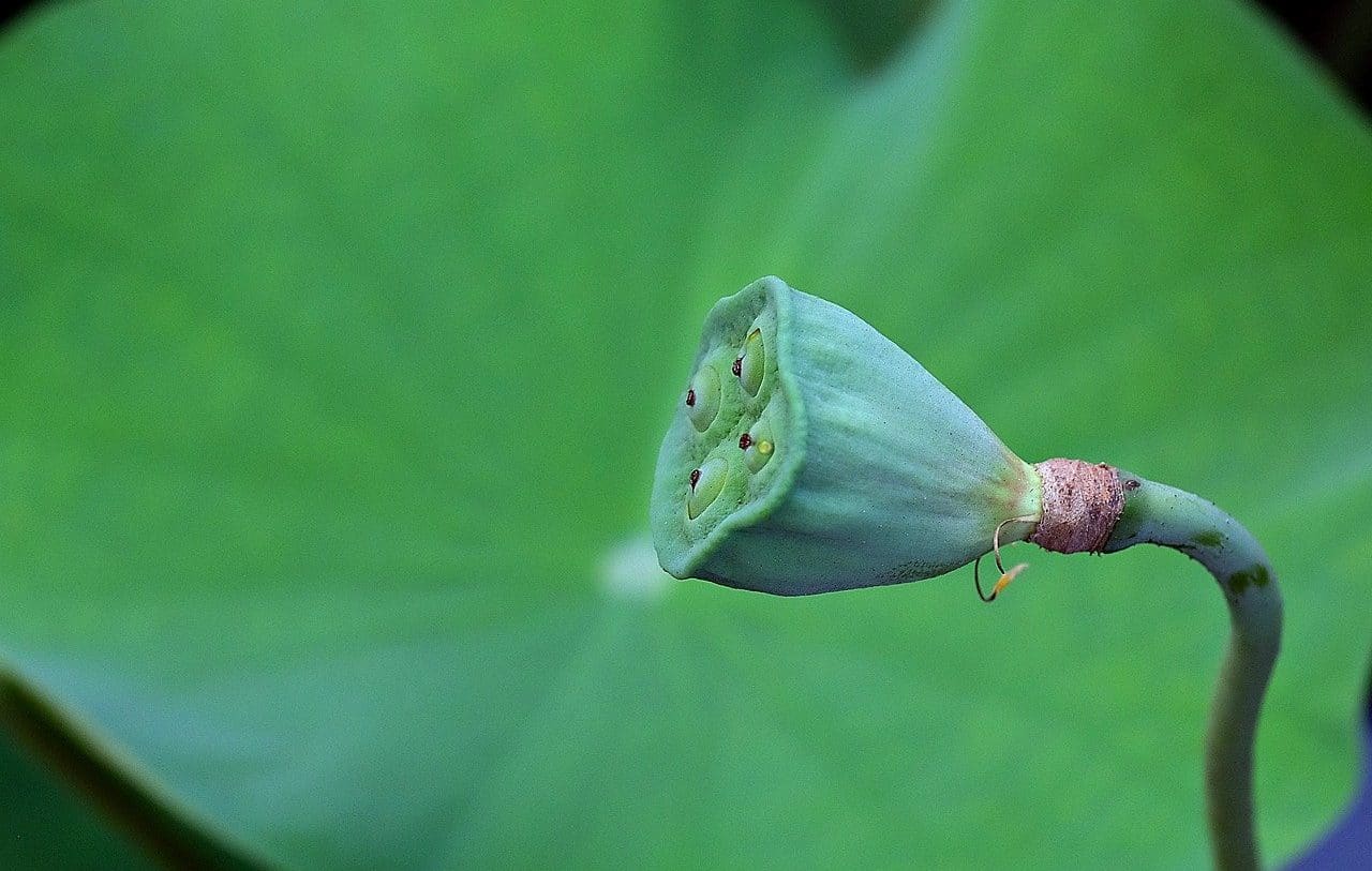 Flor de loto en pleno desarrollo