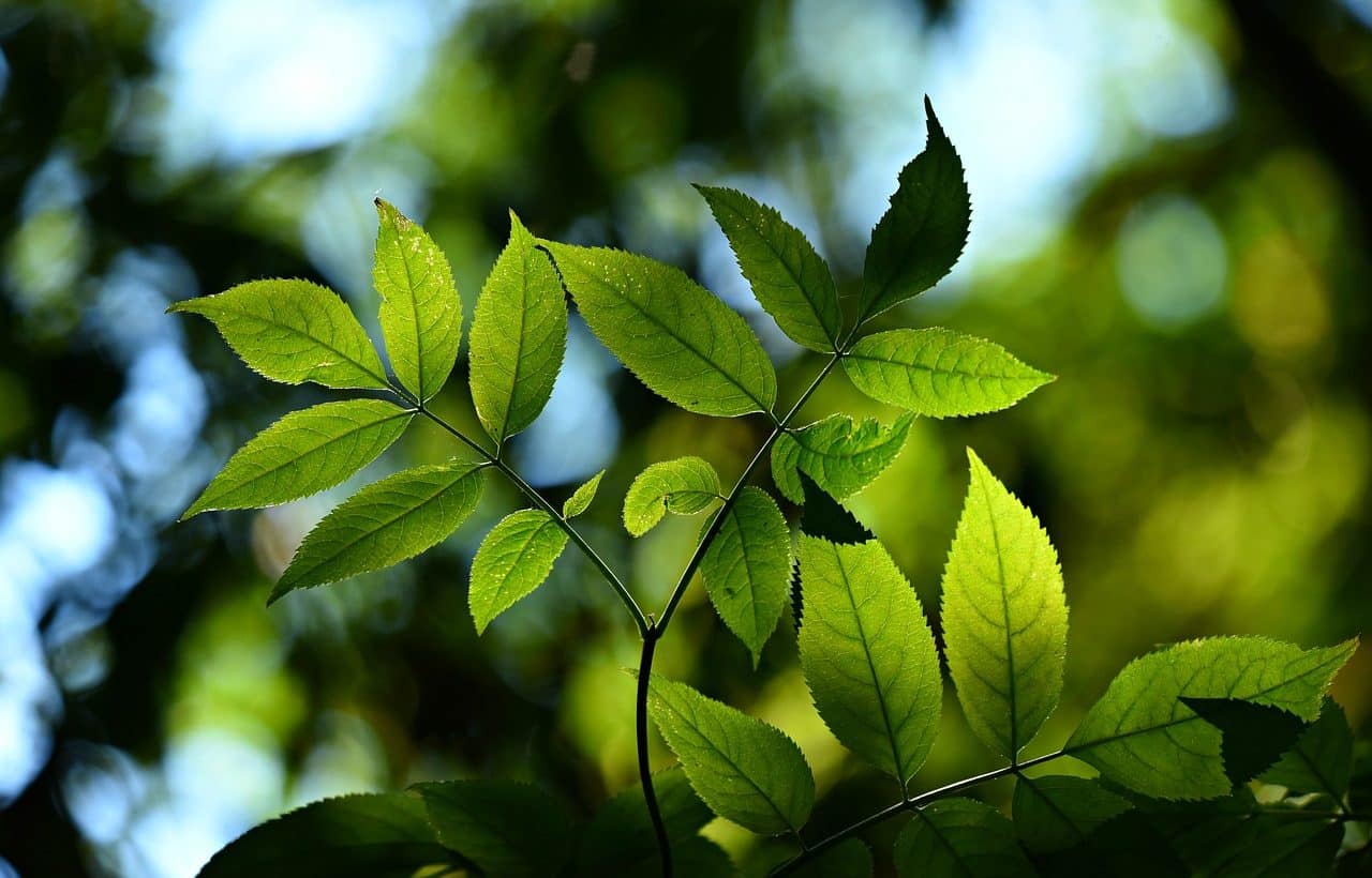 Plantas al aire libre