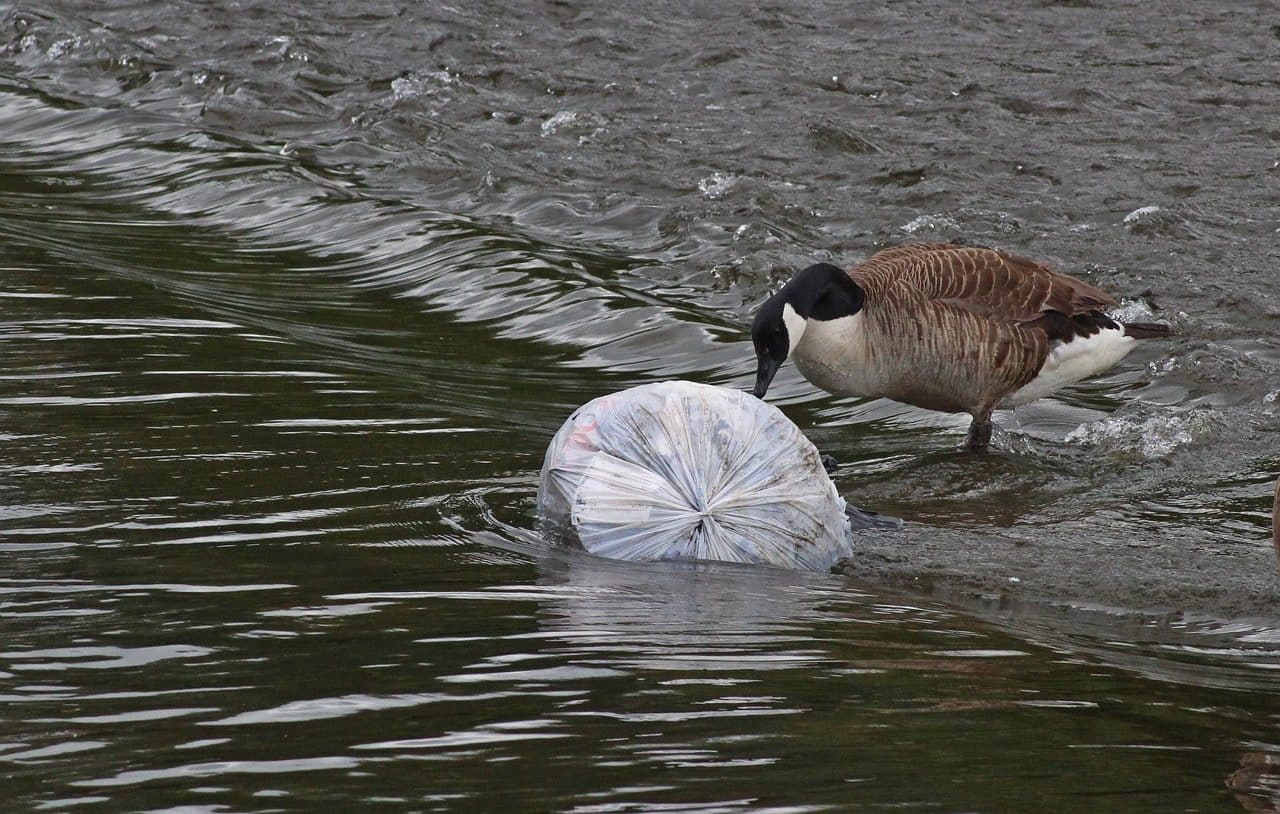 Entornos marinos contaminados