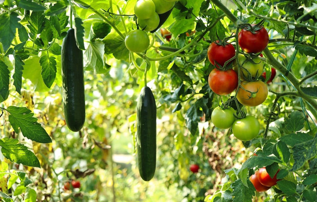 Agricultura de pequeña escala