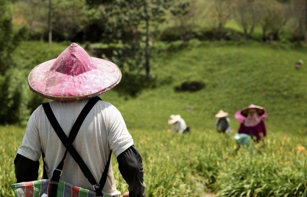 Agricultores trabajando