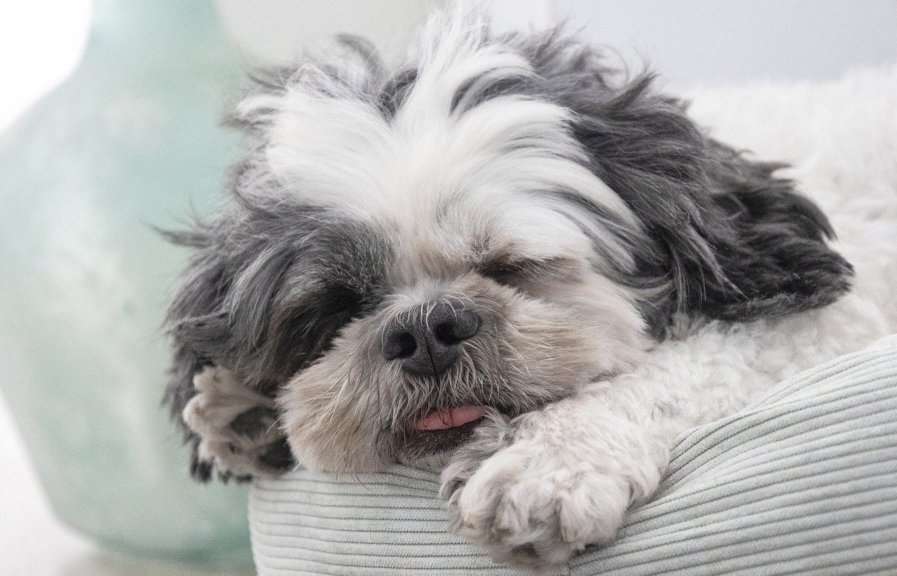 Perrito durmiendo en una cama