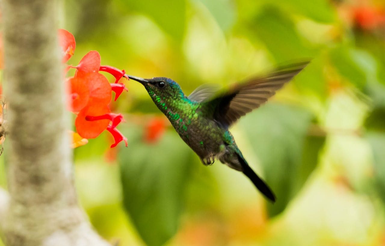 Colibrí en pleno vuelo frente a flor roja