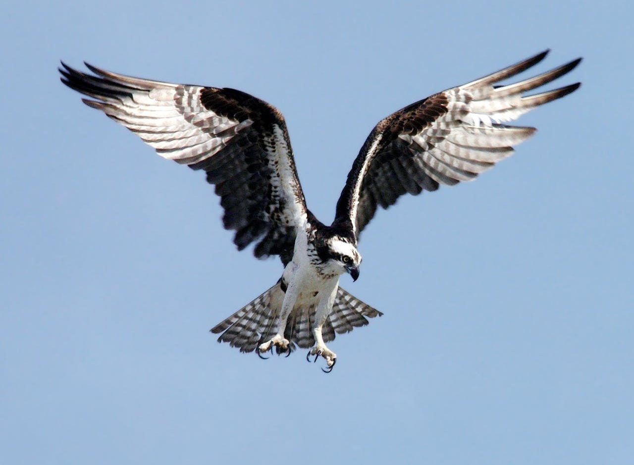 Águila blanca y negra en pleno vuelo