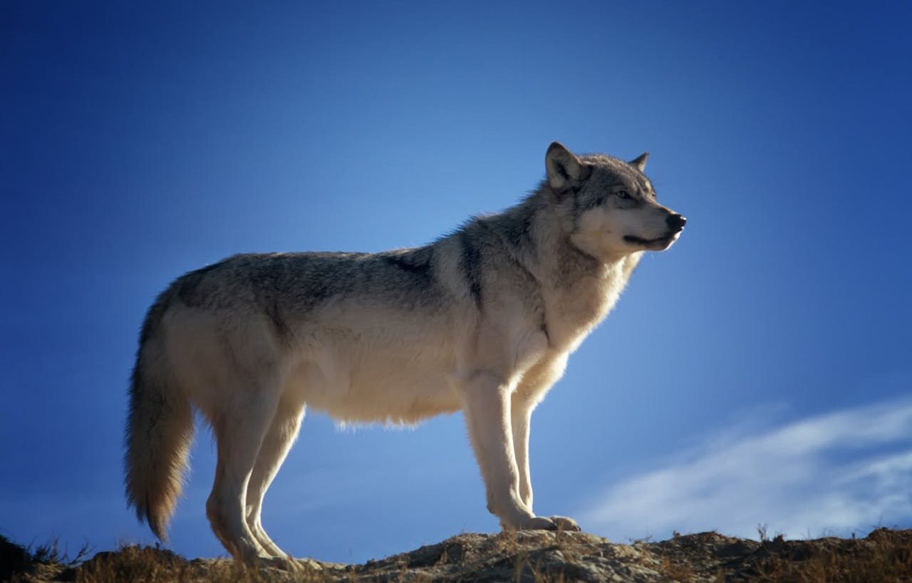 Lobo gris parado sobre una roca