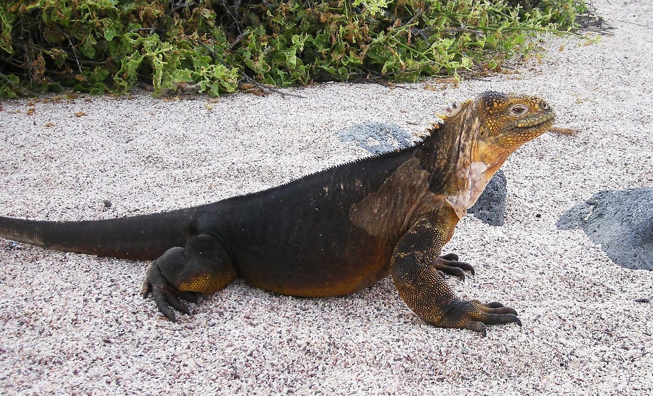 Galápagos