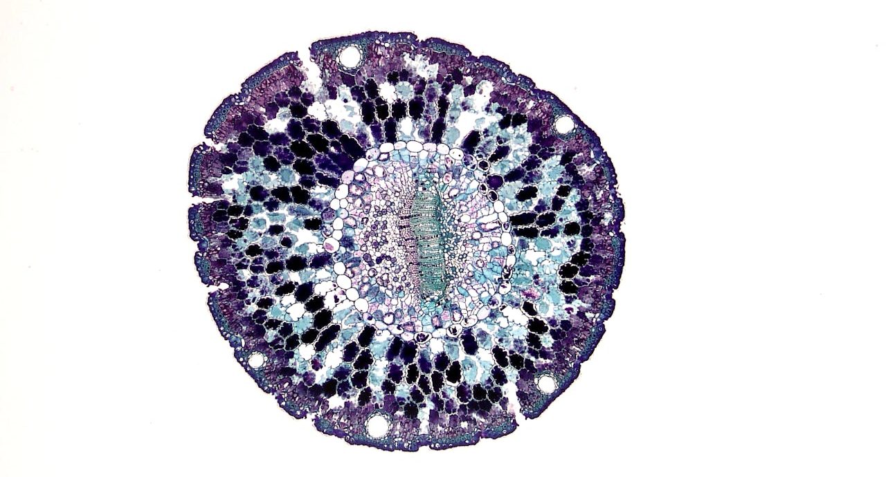 Célula a través del microscopio