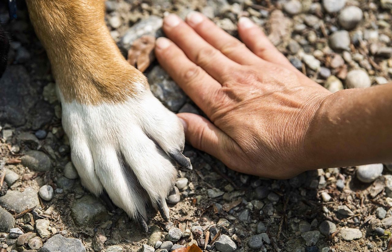 Una patita de perro y una mano apoyadas en el suelo.