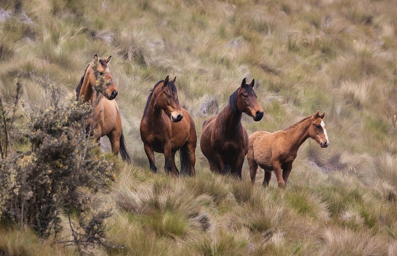 Caballos salvajes en su hábitat natural