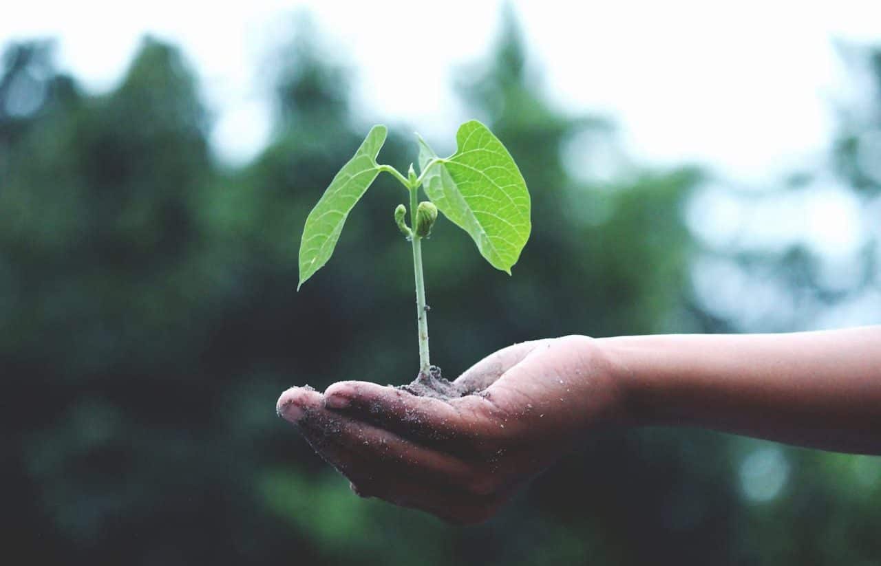 Mano sosteniendo el brote de un árbol antes de plantarlo