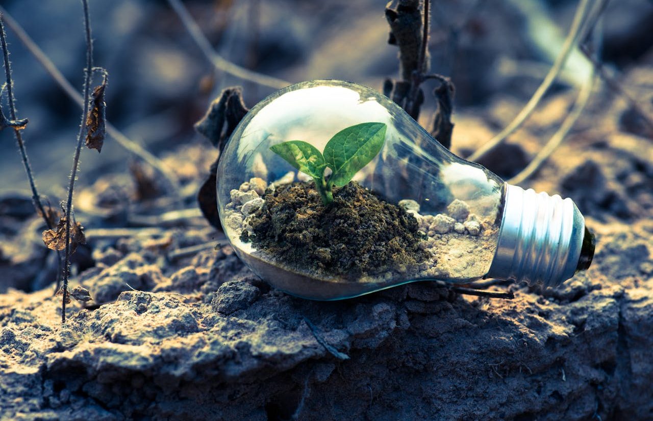 Bombilla eléctrica con pequeño montículo de tierra y hojas creciendo en su interior