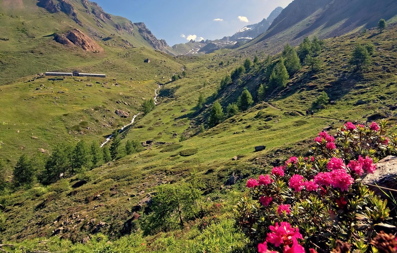Fototropismo