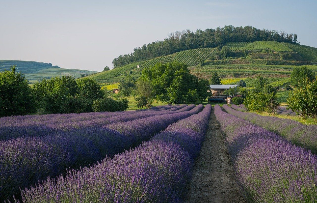 Lavanda