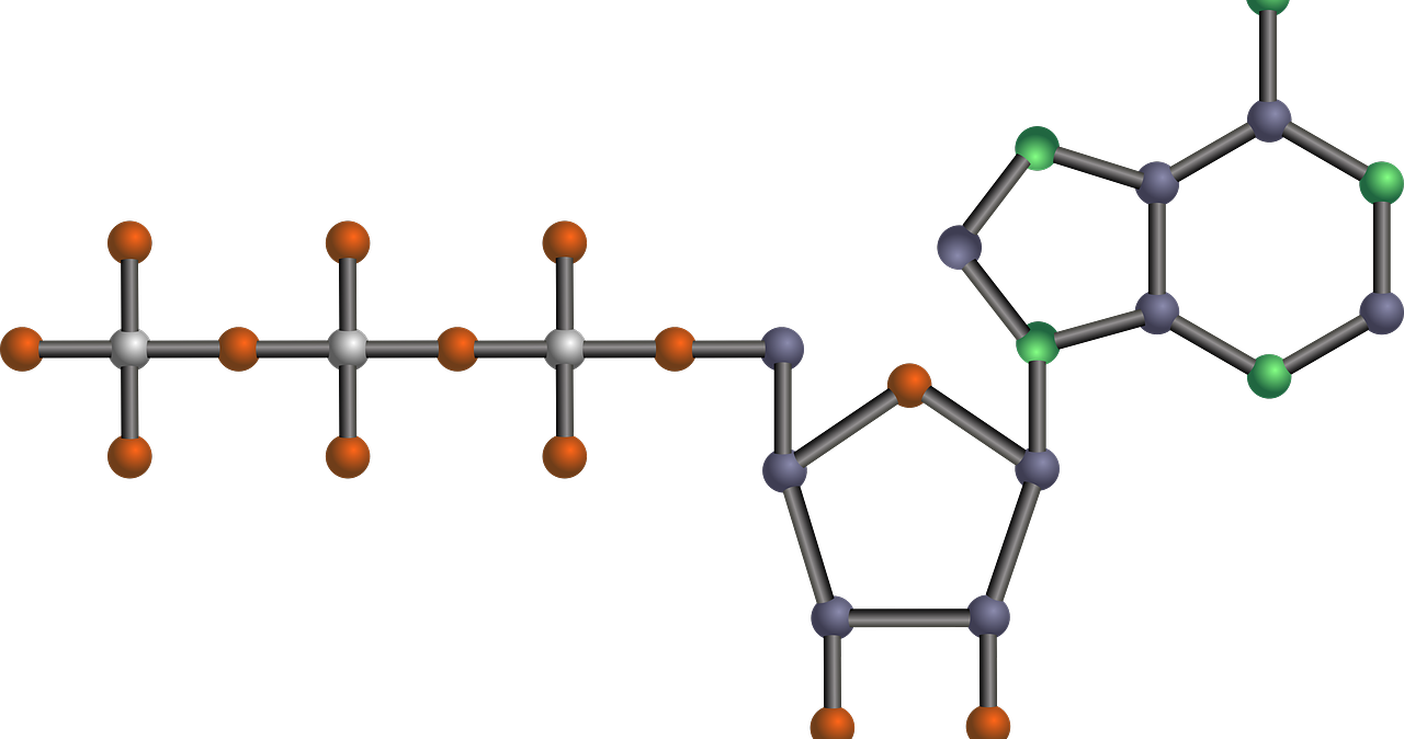 Transporte facilitado
