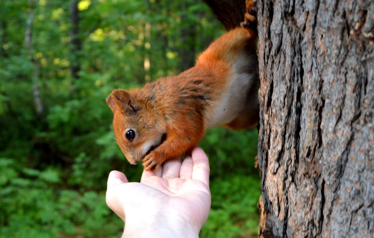 Ardilla comiendo de la mano de una persona