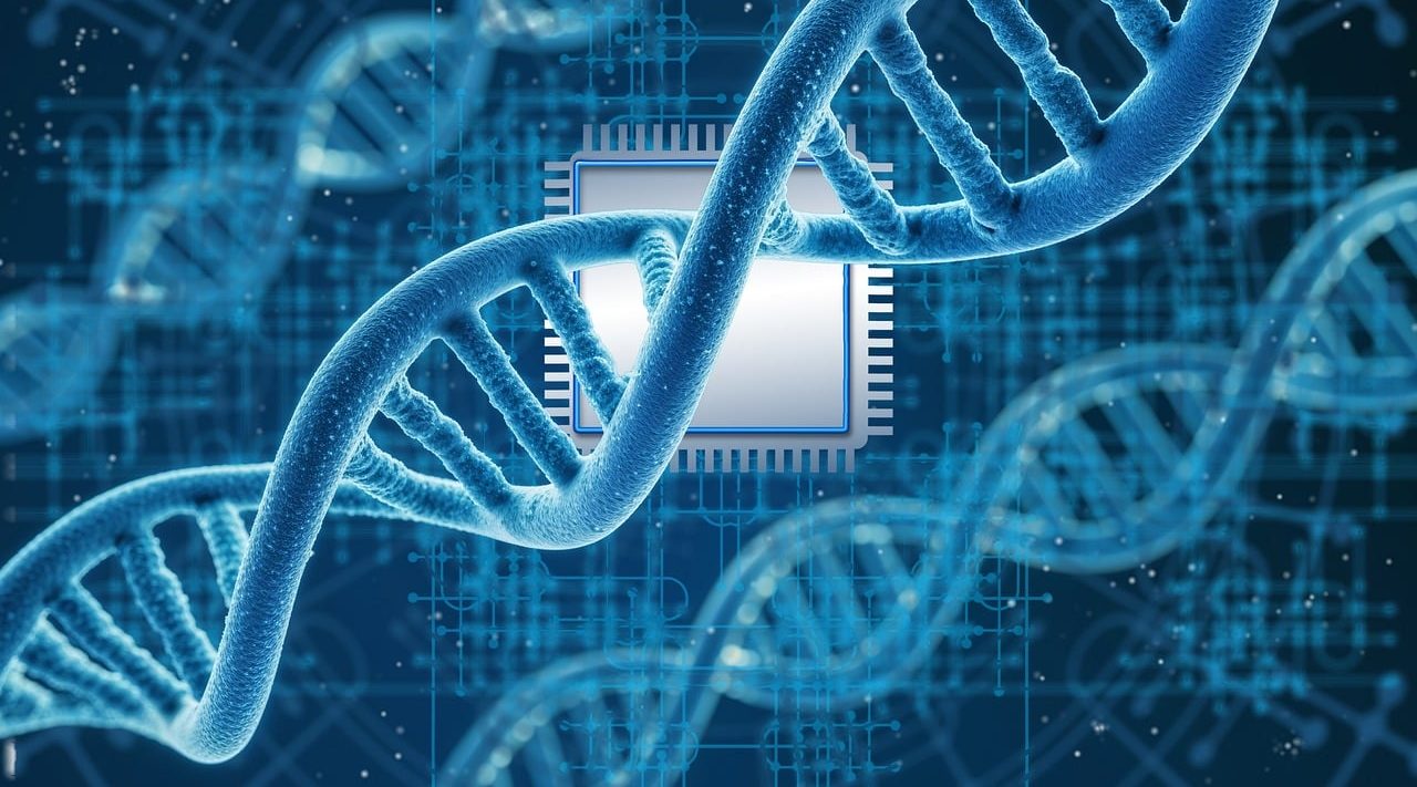 Ácido desoxirribonucleico