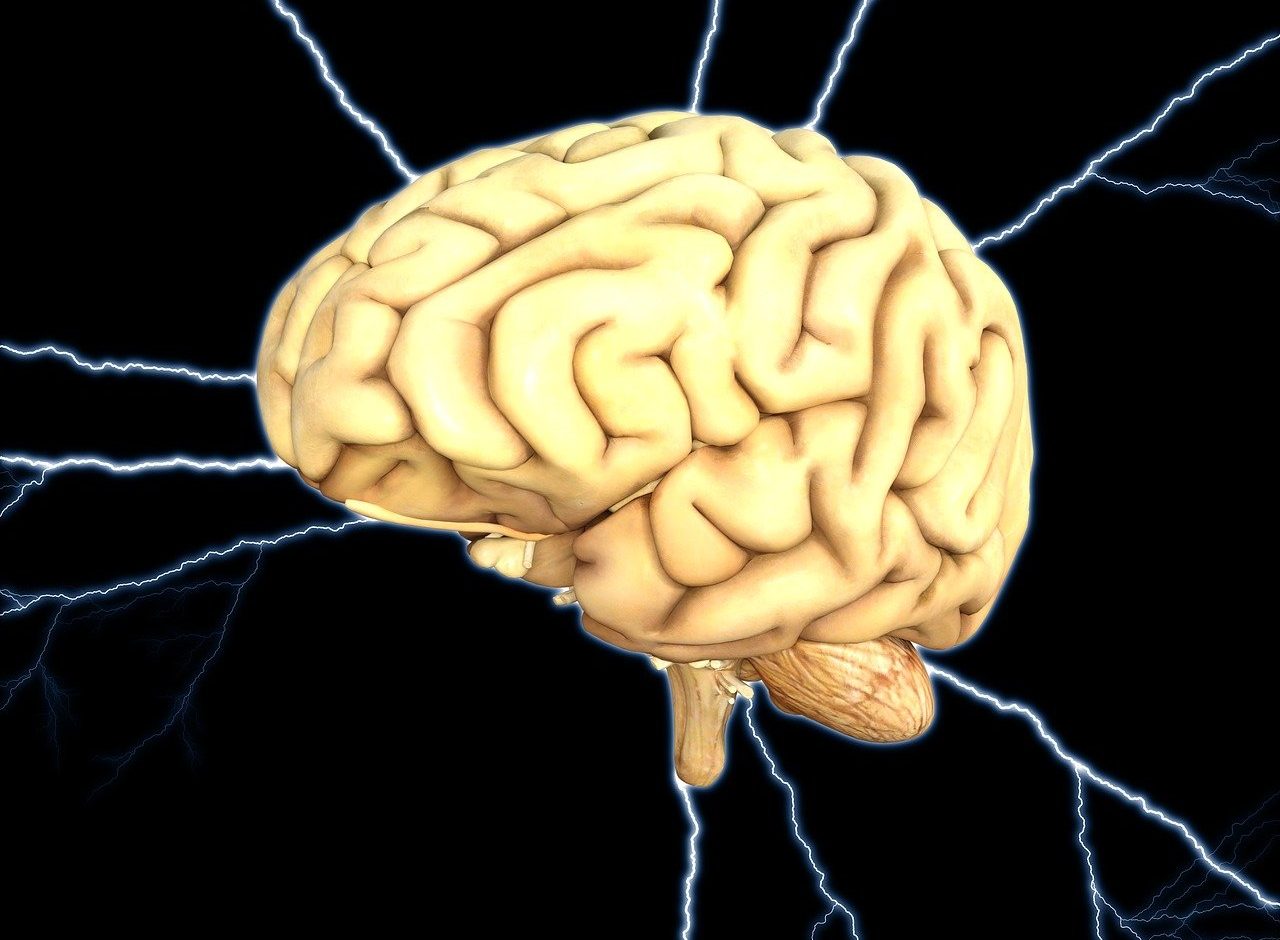 Plasticidad cerebral