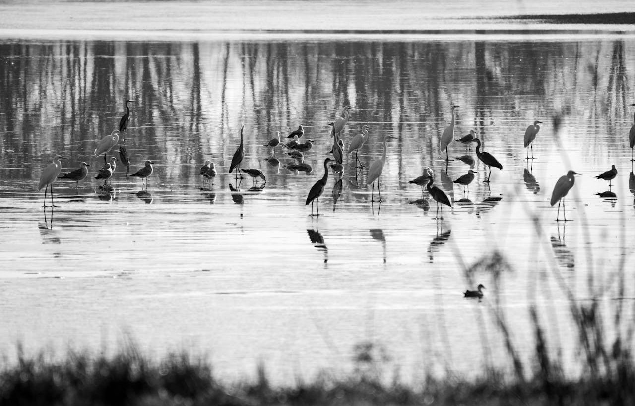 muchas aves en un humedal