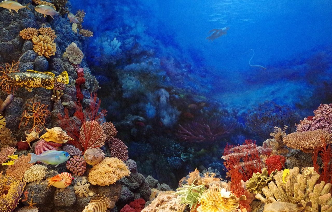 Arrecifes de coral