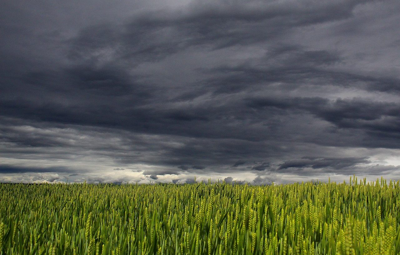 Agricultura