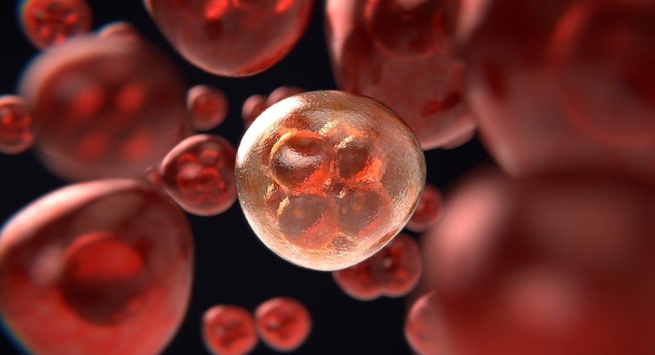 Meiosis